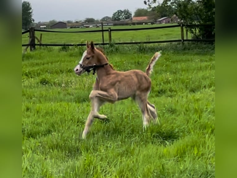 Deutsches Reitpony Hengst Fohlen (05/2024) 148 cm Dunkelfuchs in Goch