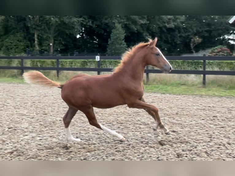 Deutsches Reitpony Hengst Fohlen (05/2024) 148 cm Dunkelfuchs in Goch