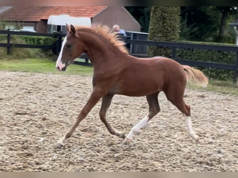 Deutsches Reitpony Hengst Fohlen (05/2024) 148 cm Dunkelfuchs in Goch