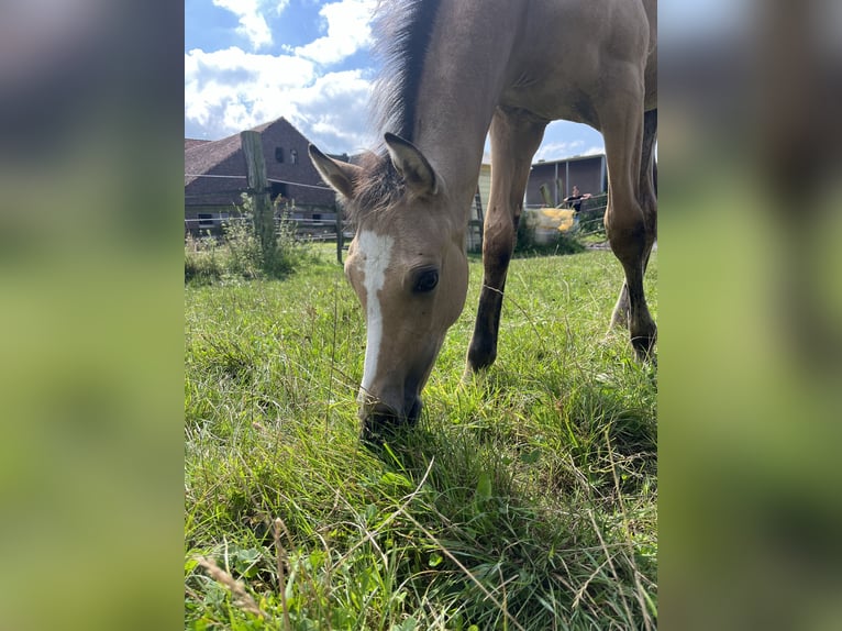 Deutsches Reitpony Hengst Fohlen (05/2024) 148 cm Falbe in Datteln