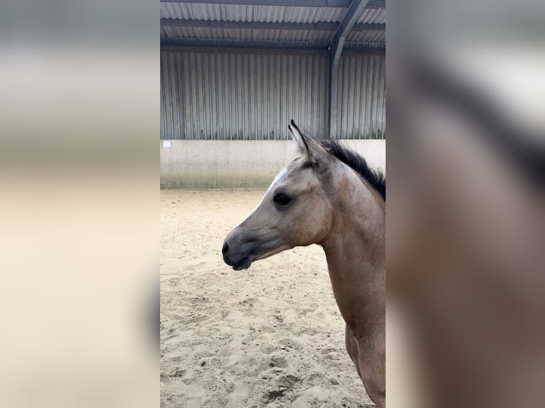 Deutsches Reitpony Hengst Fohlen (05/2024) 148 cm Falbe in Datteln