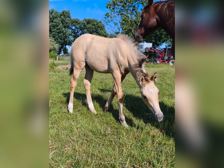 Deutsches Reitpony Hengst Fohlen (04/2026) 148 cm Falbe in Bleckede