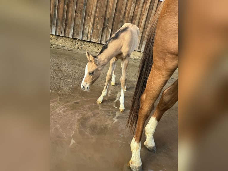 Deutsches Reitpony Hengst Fohlen (03/2024) 148 cm Falbe in Wegeleben