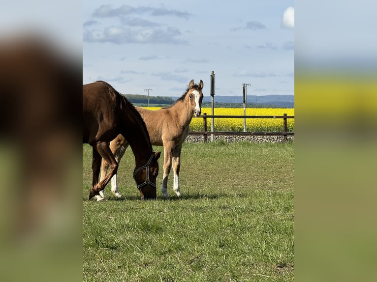 Deutsches Reitpony Hengst Fohlen (03/2024) 148 cm Falbe in Wegeleben