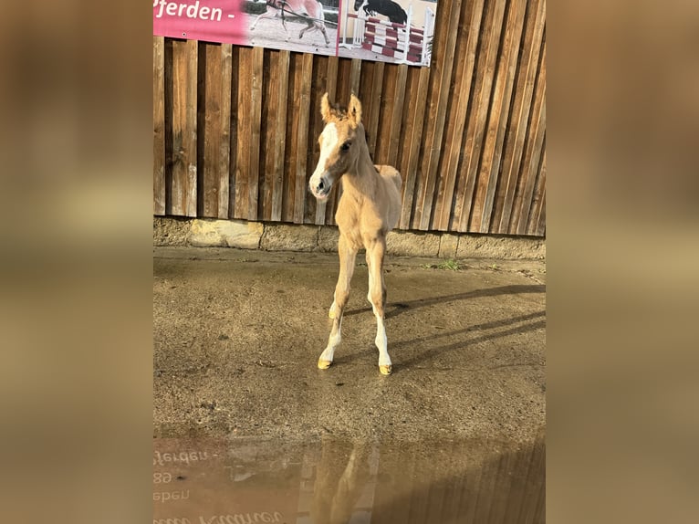 Deutsches Reitpony Hengst Fohlen (03/2024) 148 cm Falbe in Wegeleben