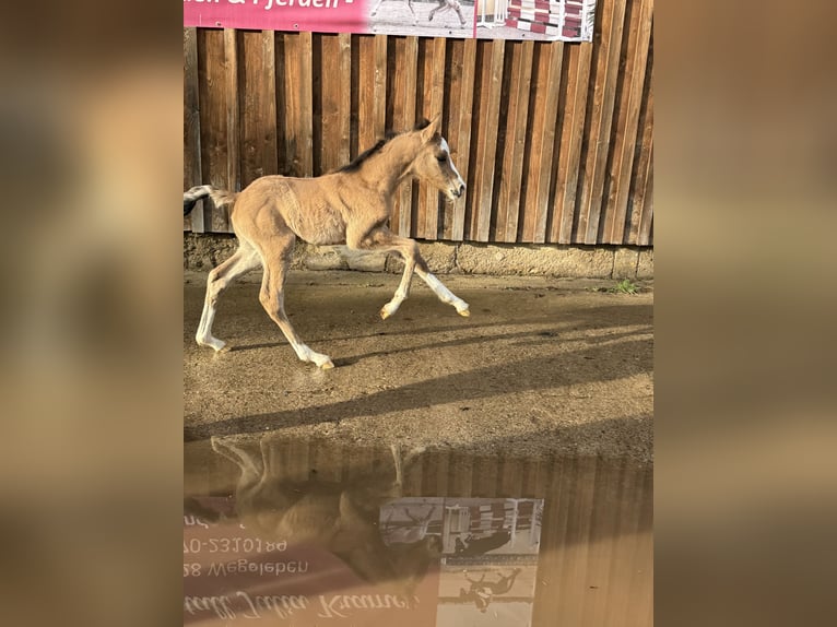 Deutsches Reitpony Hengst Fohlen (03/2024) 148 cm Falbe in Wegeleben