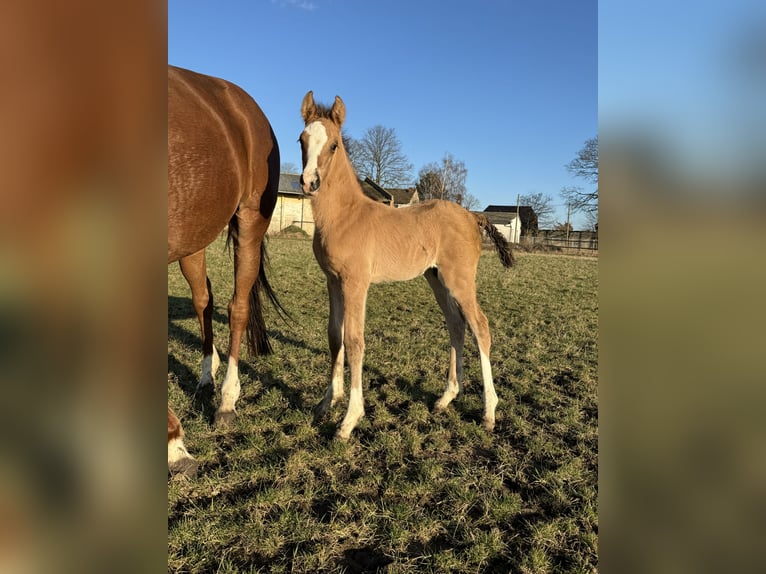 Deutsches Reitpony Hengst Fohlen (03/2024) 148 cm Falbe in Wegeleben