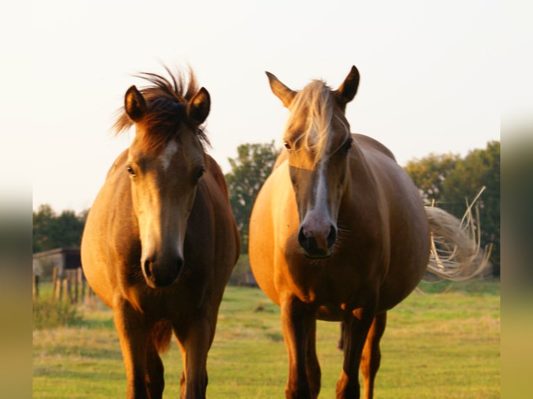 Deutsches Reitpony Hengst Fohlen (02/2024) 148 cm Falbe in Velpke