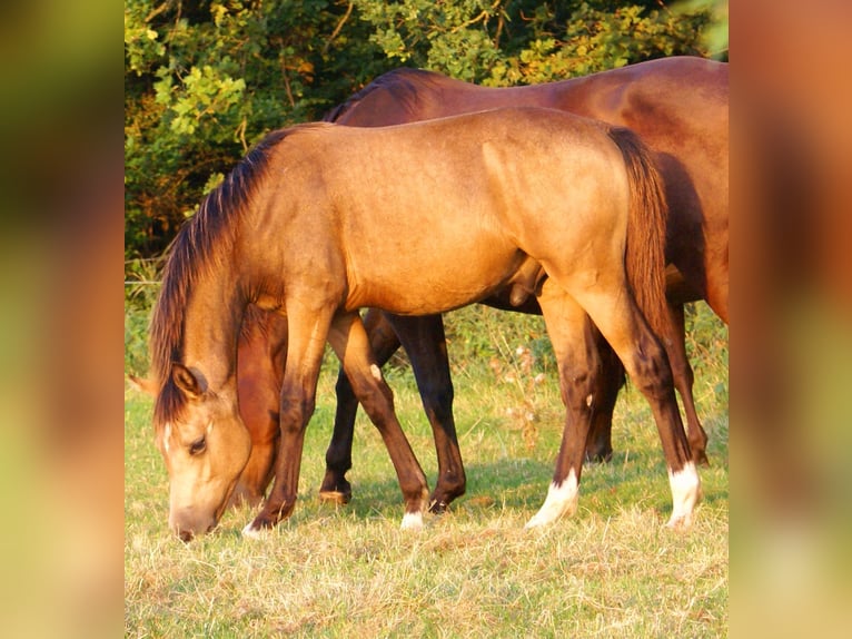 Deutsches Reitpony Hengst Fohlen (02/2024) 148 cm Falbe in Velpke