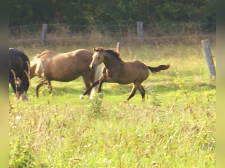 Deutsches Reitpony Hengst Fohlen (02/2024) 148 cm Falbe in Velpke