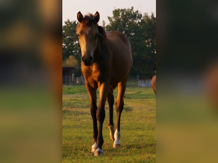 Deutsches Reitpony Hengst Fohlen (02/2024) 148 cm Falbe in Velpke