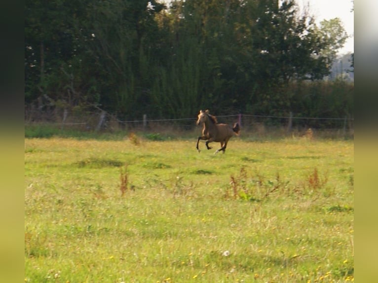 Deutsches Reitpony Hengst Fohlen (02/2024) 148 cm Falbe in Velpke