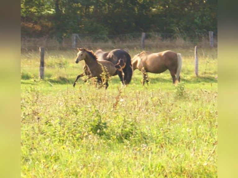 Deutsches Reitpony Hengst Fohlen (02/2024) 148 cm Falbe in Velpke