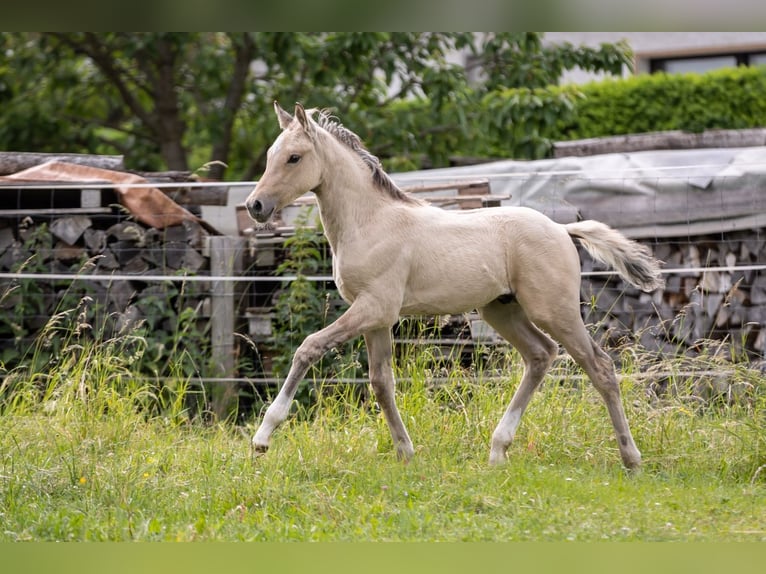 Deutsches Reitpony Hengst  148 cm Falbe in Liebstadt