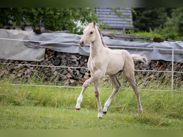 Deutsches Reitpony Hengst  148 cm Falbe in Liebstadt