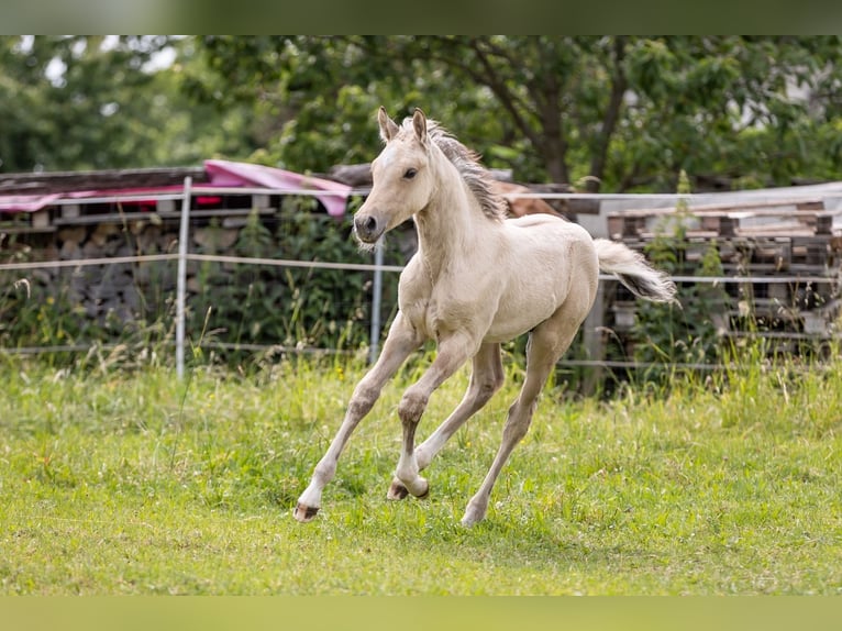 Deutsches Reitpony Hengst  148 cm Falbe in Liebstadt