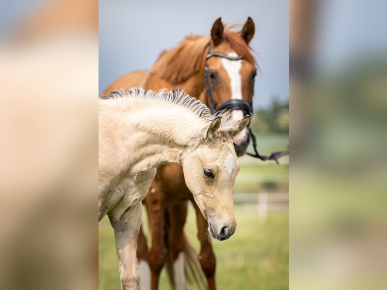 Deutsches Reitpony Hengst  148 cm Falbe in Liebstadt