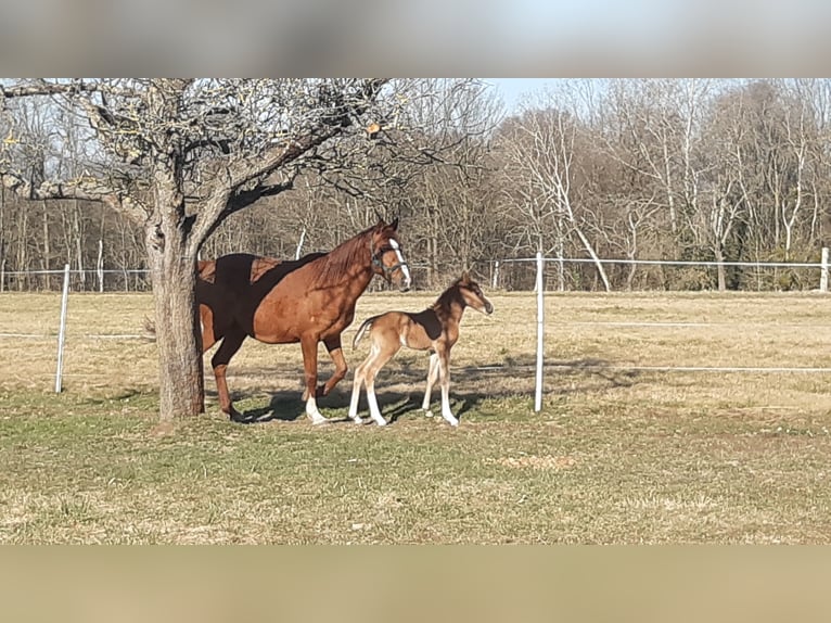 Deutsches Reitpony Hengst  148 cm Falbe in Walpernhain