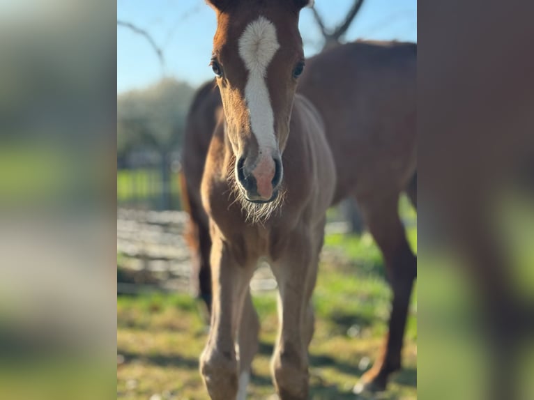 Deutsches Reitpony Hengst  148 cm Falbe in Walpernhain