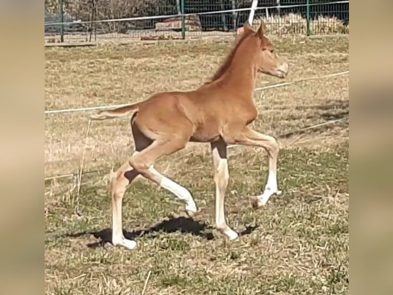 Deutsches Reitpony Hengst  148 cm Falbe in Walpernhain