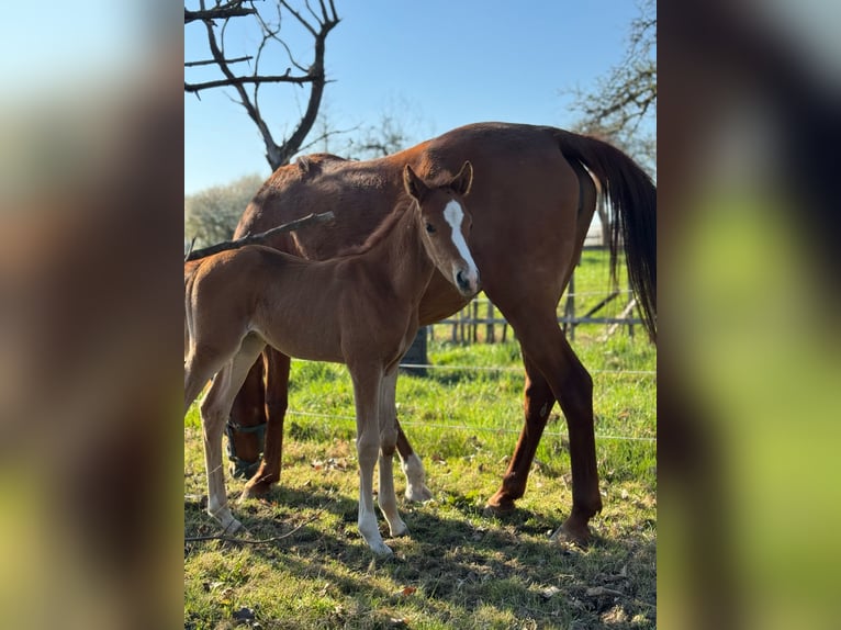 Deutsches Reitpony Hengst  148 cm Falbe in Walpernhain