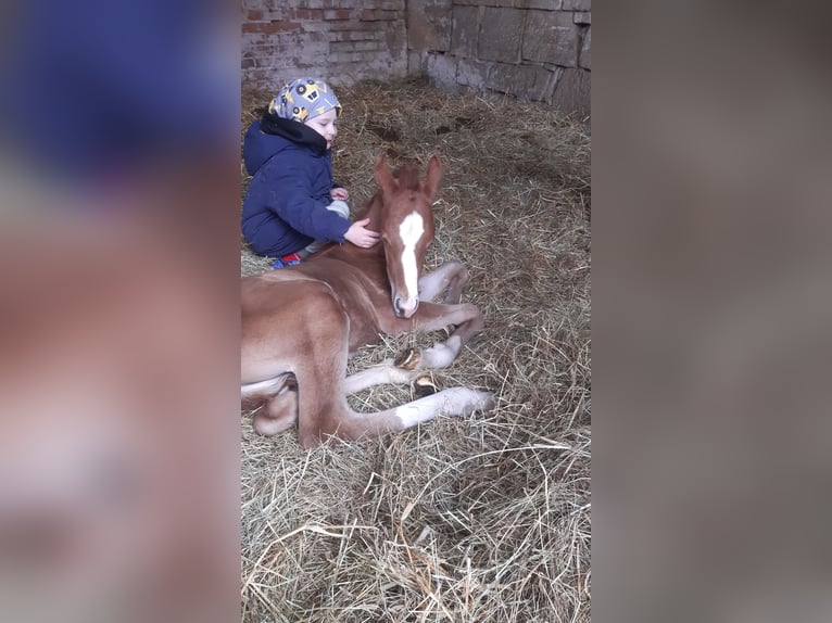 Deutsches Reitpony Hengst  148 cm Falbe in Walpernhain