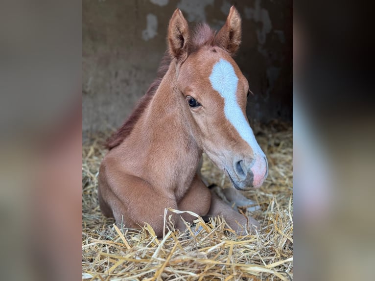 Deutsches Reitpony Hengst  148 cm Falbe in Walpernhain