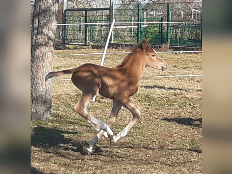 Deutsches Reitpony Hengst  148 cm Falbe in Walpernhain