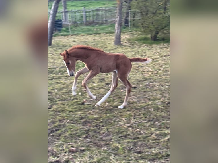 Deutsches Reitpony Hengst  148 cm Falbe in Walpernhain
