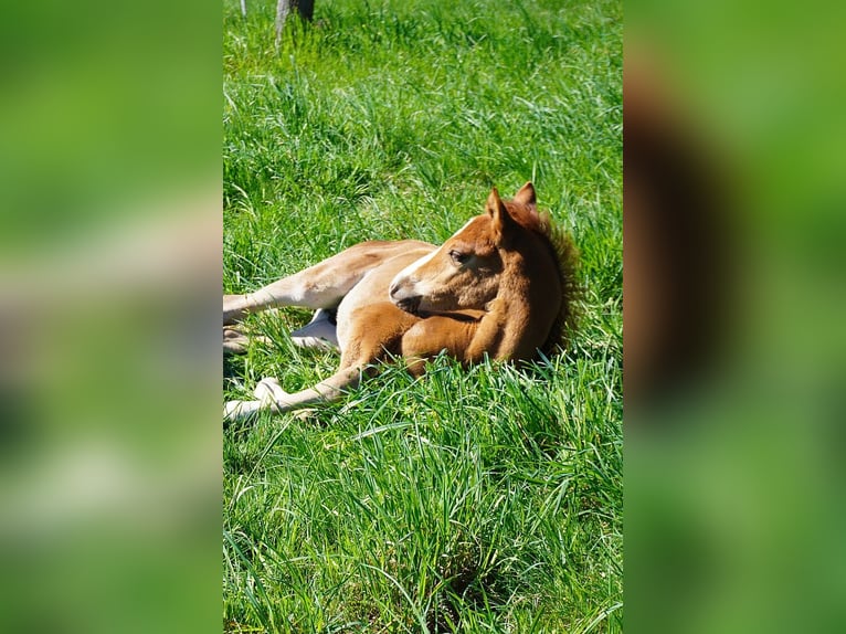 Deutsches Reitpony Hengst  148 cm Falbe in Walpernhain