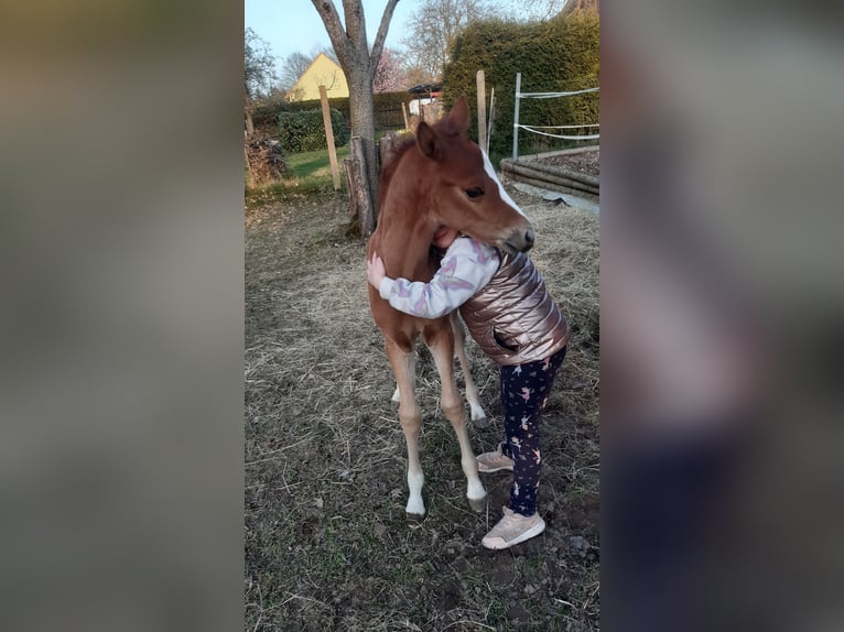 Deutsches Reitpony Hengst  148 cm Falbe in Walpernhain