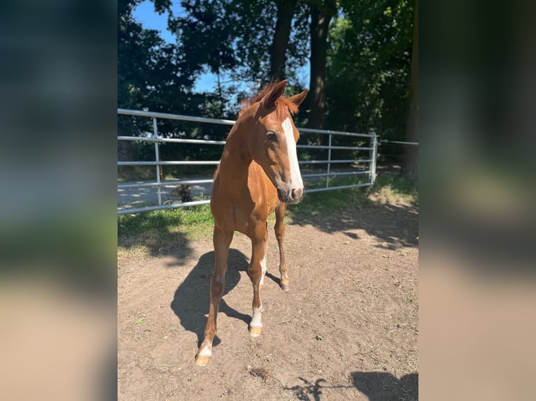 Deutsches Reitpony Hengst  148 cm Fuchs in Bottrop