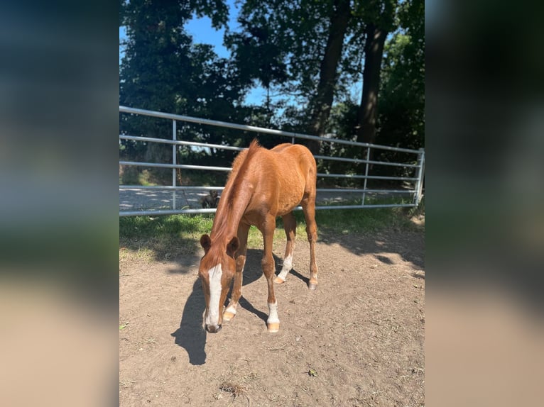 Deutsches Reitpony Hengst  148 cm Fuchs in Bottrop