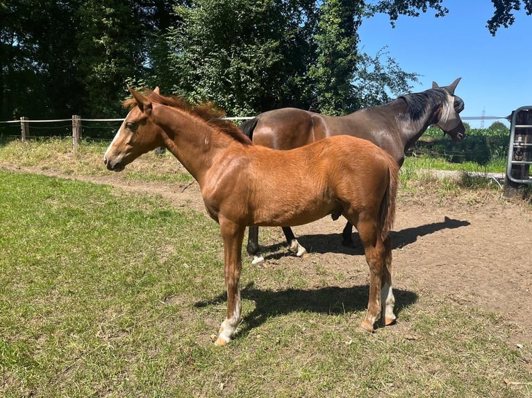 Deutsches Reitpony Hengst  148 cm Fuchs in Bottrop