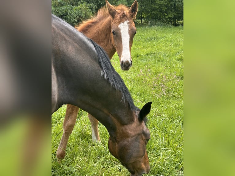 Deutsches Reitpony Hengst  148 cm Fuchs in Bottrop