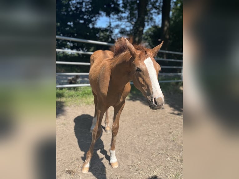 Deutsches Reitpony Hengst  148 cm Fuchs in Bottrop