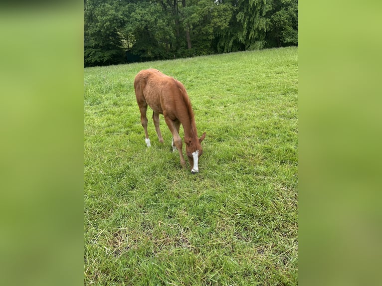 Deutsches Reitpony Hengst  148 cm Fuchs in Bottrop