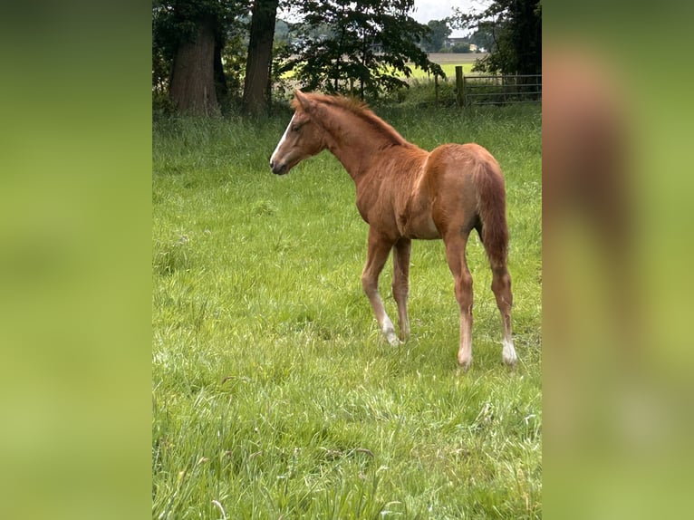 Deutsches Reitpony Hengst  148 cm Fuchs in Bottrop