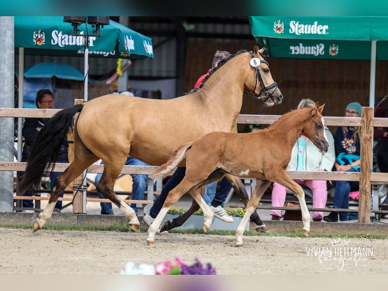 Deutsches Reitpony Hengst Fohlen (04/2026) 148 cm Fuchs in Nordkirchen