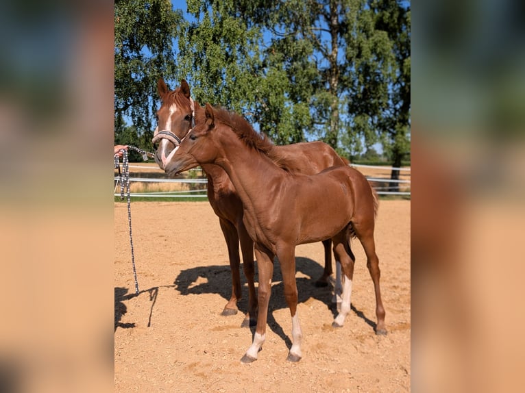 Deutsches Reitpony Hengst  148 cm Fuchs in Markt Schwaben