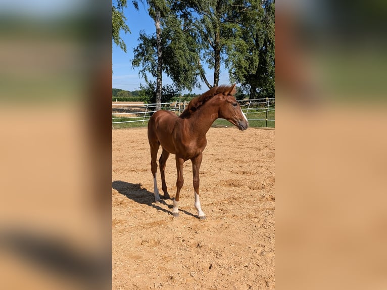 Deutsches Reitpony Hengst  148 cm Fuchs in Markt Schwaben