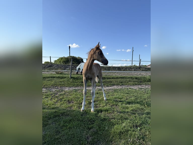 Deutsches Reitpony Hengst  148 cm Fuchs in Rhede