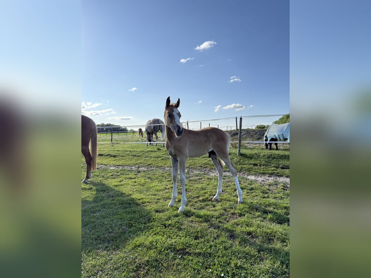 Deutsches Reitpony Hengst  148 cm Fuchs in Rhede