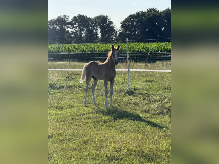 Deutsches Reitpony Hengst  148 cm Fuchs in Rhede
