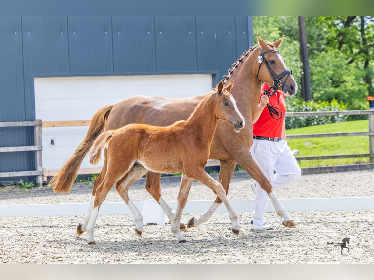 Deutsches Reitpony Hengst Fohlen (02/2026) 148 cm Fuchs in MerzenNeuenkirchen