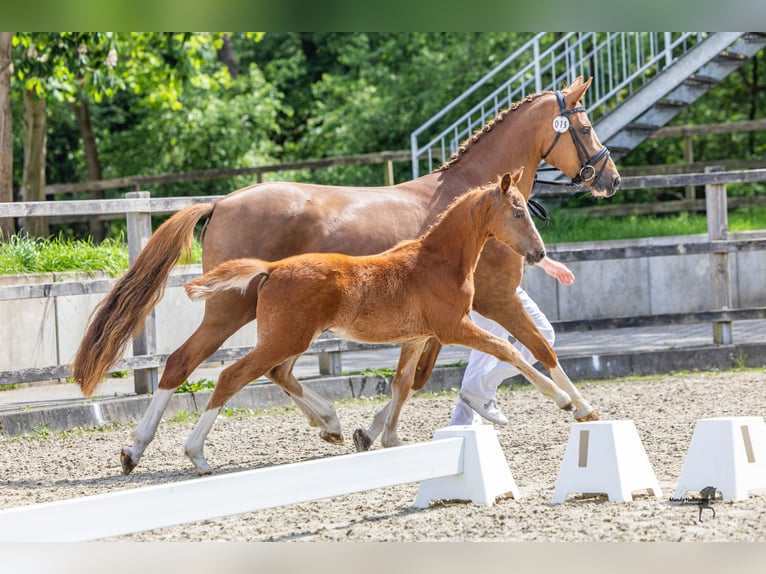 Deutsches Reitpony Hengst Fohlen (02/2026) 148 cm Fuchs in MerzenNeuenkirchen