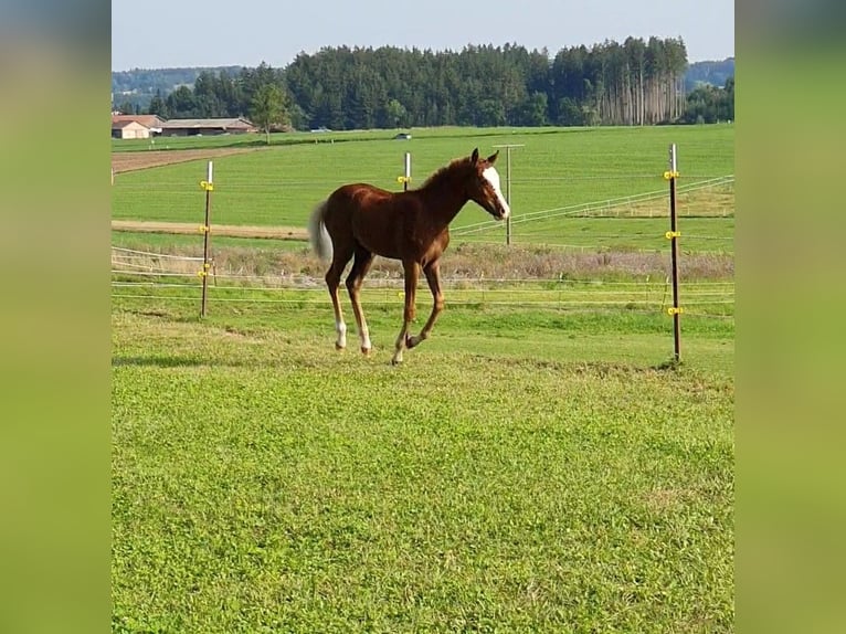 Deutsches Reitpony Hengst Fohlen (05/2025) 148 cm Fuchs in Vilsbiburg