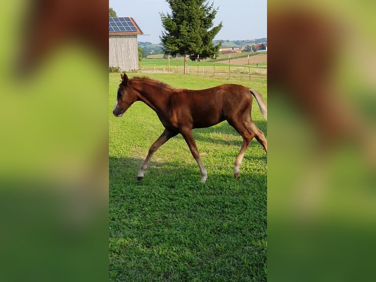 Deutsches Reitpony Hengst Fohlen (05/2025) 148 cm Fuchs in Vilsbiburg