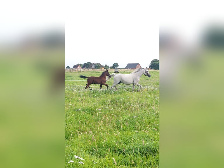 Deutsches Reitpony Hengst Fohlen (05/2024) 148 cm Kann Schimmel werden in Süderstapel