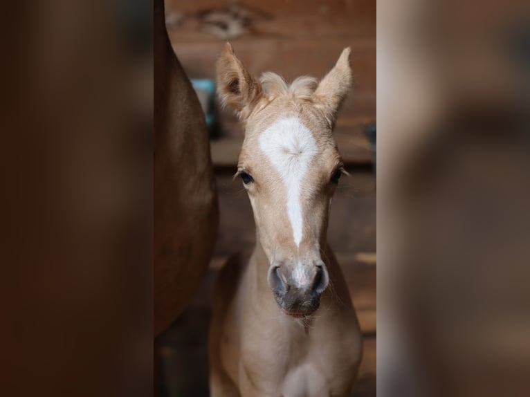 Deutsches Reitpony Hengst  148 cm Palomino in Zell